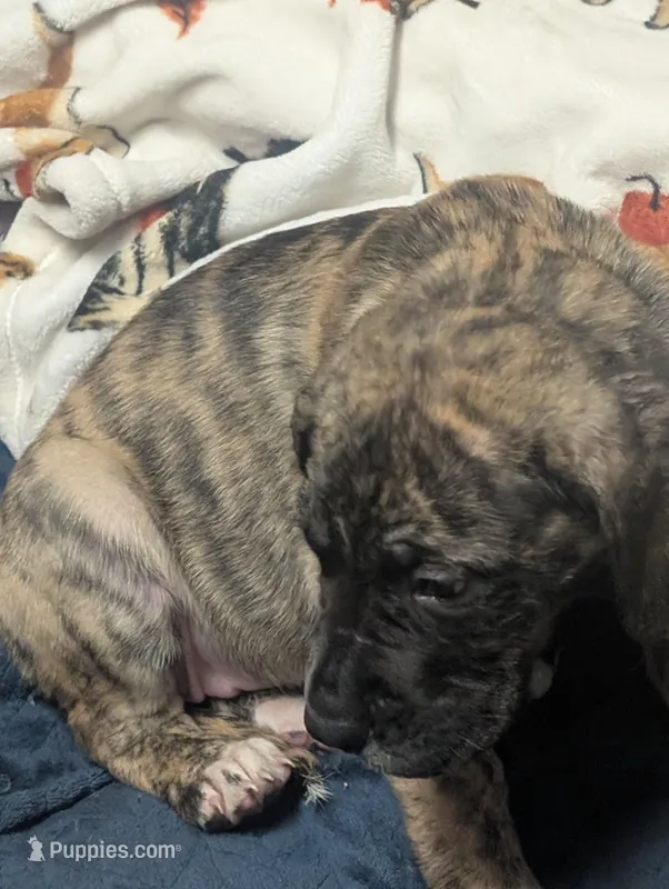 Coconut, a female Great Dane and American Mastiff for sale in Monroeville, PA – Photo 1 of 7