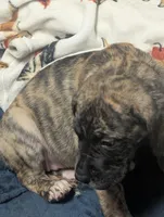 Coconut, a female Great Dane and American Mastiff for sale in Monroeville, PA – Photo 1 of 7