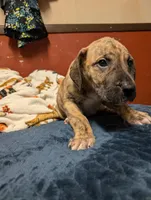 Cappuccino, a male Great Dane and American Mastiff for sale in Monroeville, PA – Photo 2 of 5