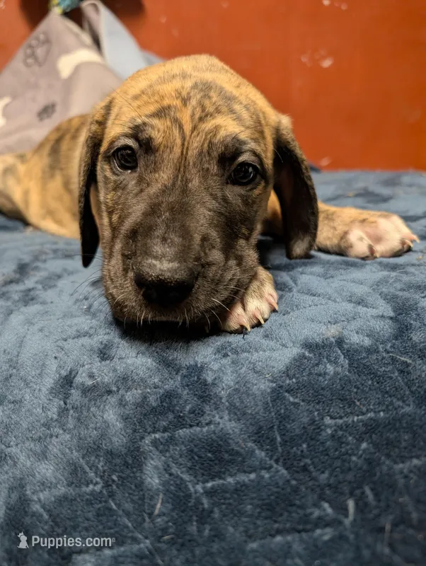 Americano – Great Dane, American Mastiff puppy for sale in Monroeville, PA