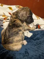 Americano, a female Great Dane and American Mastiff for sale in Monroeville, PA – Photo 2 of 6