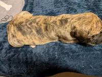 Americano, a female Great Dane and American Mastiff for sale in Monroeville, PA – Photo 3 of 6