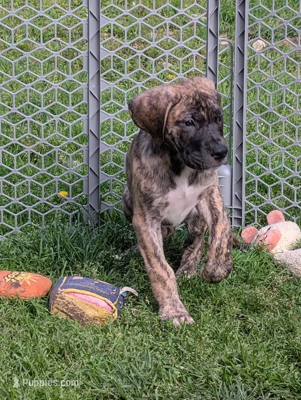 Coconut – Great Dane, American Mastiff puppy for sale in Monroeville, PA