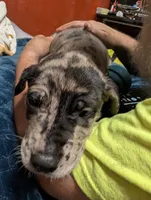 Junior, a male Great Dane and American Mastiff for sale in Monroeville, PA – Photo 2 of 6