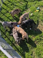 Junior, a male Great Dane and American Mastiff for sale in Monroeville, PA – Photo 6 of 6