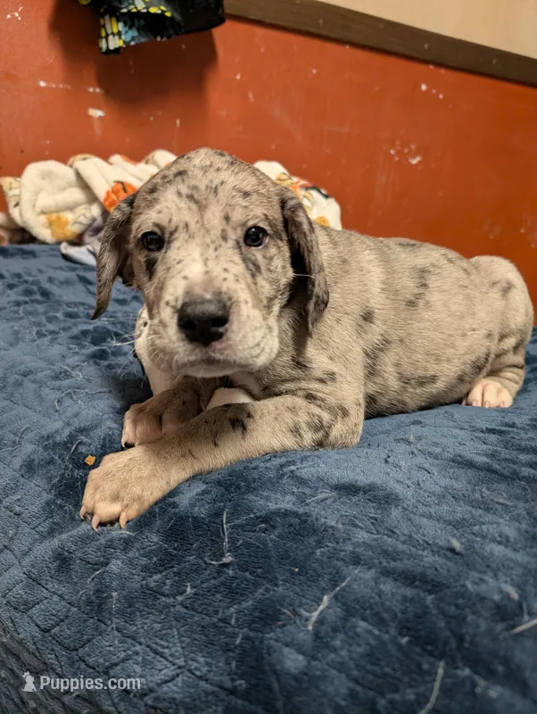 Sprinkles, a male Great Dane and American Mastiff for sale in Monroeville, PA – Photo 1 of 6