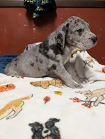 Sprinkles, a male Great Dane and American Mastiff for sale in Monroeville, PA – Photo 3 of 6