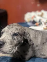 Sprinkles, a male Great Dane and American Mastiff for sale in Monroeville, PA – Photo 2 of 6