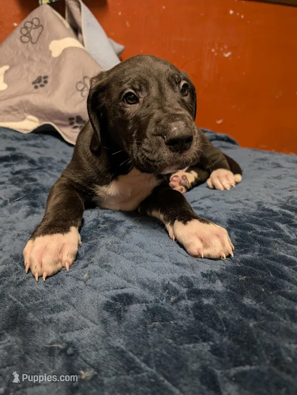 Espresso, a male Great Dane and American Mastiff for sale in Monroeville, PA – Photo 1 of 5