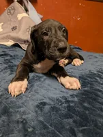 Espresso, a male Great Dane and American Mastiff for sale in Monroeville, PA – Photo 1 of 5
