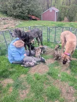 Espresso, a male Great Dane and American Mastiff for sale in Monroeville, PA – Photo 5 of 5