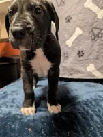Espresso, a male Great Dane and American Mastiff for sale in Monroeville, PA – Photo 2 of 5