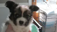 sable girl Dee Dee, a female Papillon for sale in Murfreesboro, TN – 2 of 10