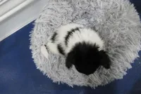 Geroge, a male Papillon for sale in Murfreesboro, TN – 7 of 9