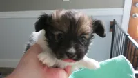 Bentley boy, a male Papillon for sale in Murfreesboro, TN – 2 of 9