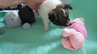 Ellie girl, a female Papillon for sale in Murfreesboro, TN – 8 of 10