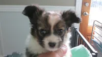 sable girl Dee Dee, a female Papillon for sale in Murfreesboro, TN – 7 of 10