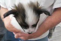 Georgie, a female Papillon for sale in Murfreesboro, TN – 4 of 10