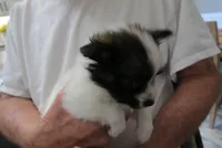 Georgie, a female Papillon for sale in Murfreesboro, TN – 3 of 10