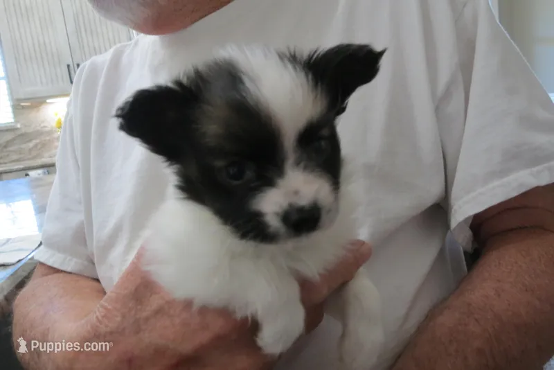 Georgie – Papillon puppy for sale in Murfreesboro, TN