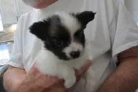 Georgie, a female Papillon for sale in Murfreesboro, TN – 1 of 10