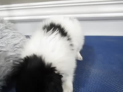 Geroge, a male Papillon for sale in Murfreesboro, TN – 9 of 9