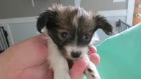 Ellie girl, a female Papillon for sale in Murfreesboro, TN – 5 of 10