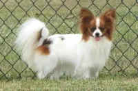 Georgie, a female Papillon for sale in Murfreesboro, TN – 6 of 10
