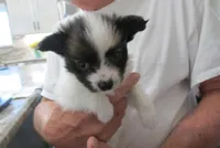 Georgie, a female Papillon for sale in Murfreesboro, TN – 2 of 10