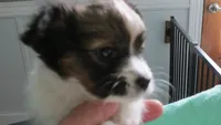 sable girl Dee Dee, a female Papillon for sale in Murfreesboro, TN – 3 of 10