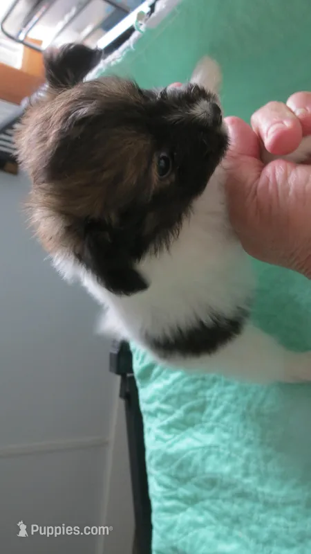 Bentley boy – Papillon puppy for sale in Murfreesboro, TN