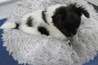 Geroge, a male Papillon for sale in Murfreesboro, TN – 5 of 9