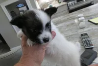 Georgie, a female Papillon for sale in Murfreesboro, TN – 5 of 10