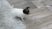 Ellie girl, a female Papillon for sale in Murfreesboro, TN – 4 of 10