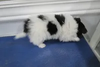 Geroge, a male Papillon for sale in Murfreesboro, TN – 6 of 9