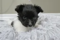 Geroge, a male Papillon for sale in Murfreesboro, TN – 4 of 9