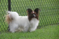 Georgie, a female Papillon for sale in Murfreesboro, TN – 7 of 10
