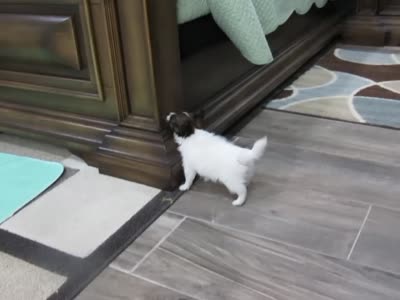 sable girl Dee Dee, a female Papillon for sale in Murfreesboro, TN – 10 of 10