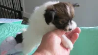 Ellie girl, a female Papillon for sale in Murfreesboro, TN – 6 of 10