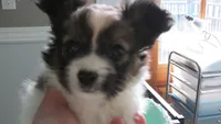 sable girl Dee Dee, a female Papillon for sale in Murfreesboro, TN – 5 of 10