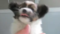 sable girl Dee Dee, a female Papillon for sale in Murfreesboro, TN – 8 of 10