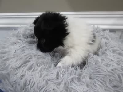 Geroge, a male Papillon for sale in Murfreesboro, TN – 3 of 9
