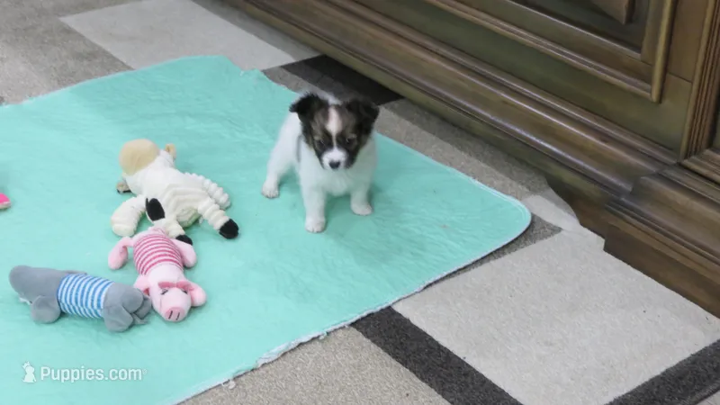 sable girl Dee Dee – Papillon puppy for sale in Murfreesboro, TN