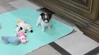 sable girl Dee Dee, a female Papillon for sale in Murfreesboro, TN – 1 of 10