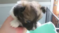 Bentley boy, a male Papillon for sale in Murfreesboro, TN – 5 of 9