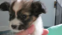 sable girl Dee Dee, a female Papillon for sale in Murfreesboro, TN – 4 of 10