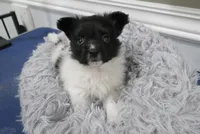 Geroge, a male Papillon for sale in Murfreesboro, TN – 8 of 9