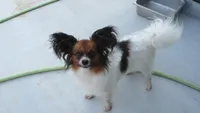 Georgie, a female Papillon for sale in Murfreesboro, TN – 9 of 10