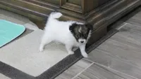 Ellie girl, a female Papillon for sale in Murfreesboro, TN – 2 of 10