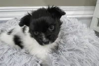 Geroge, a male Papillon for sale in Murfreesboro, TN – 2 of 9